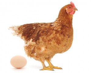 chicken-and-egg-cropped.jpg.838x0_q67_crop-smart